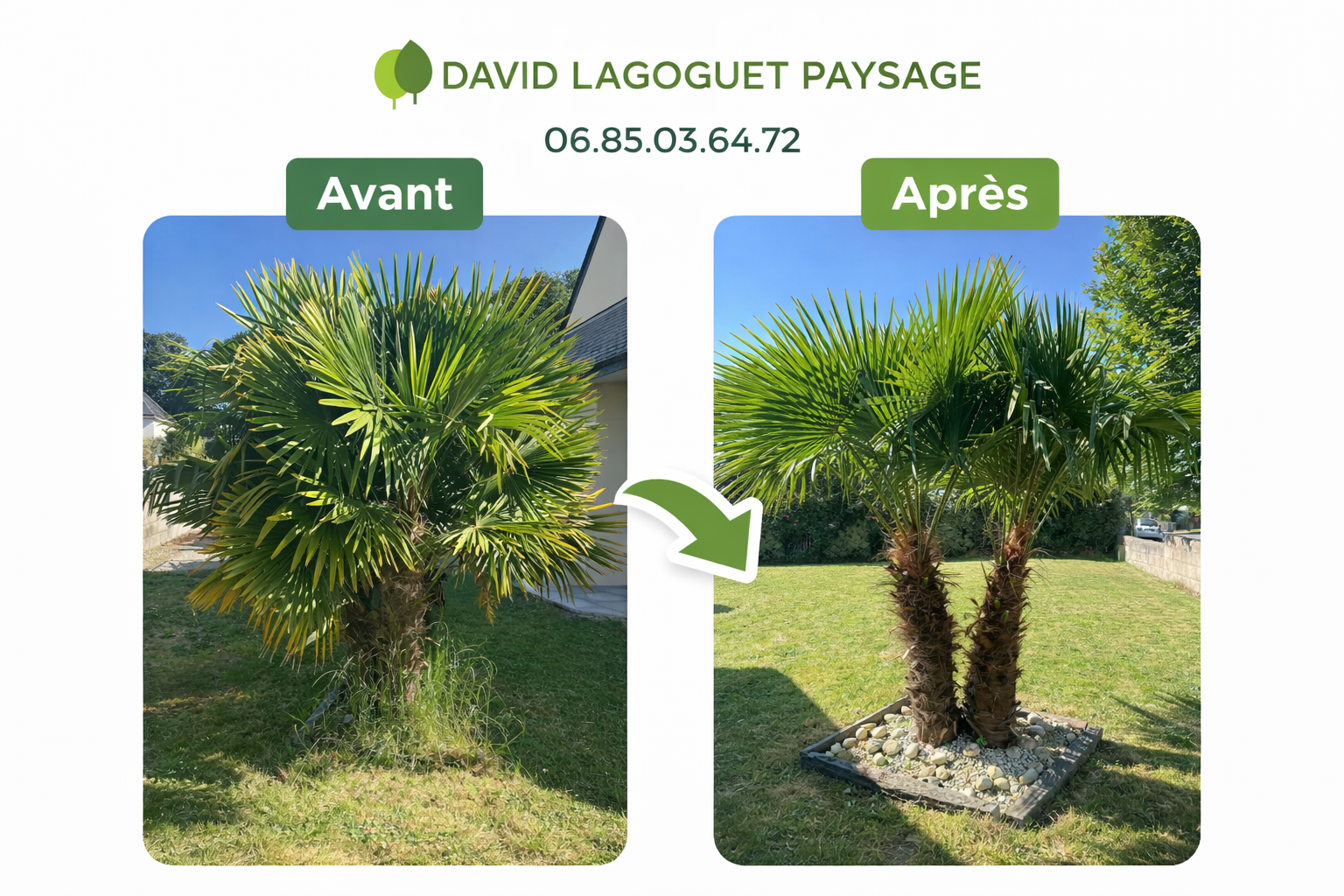Élagage palmier et création de massif rocailleux — Avant Après