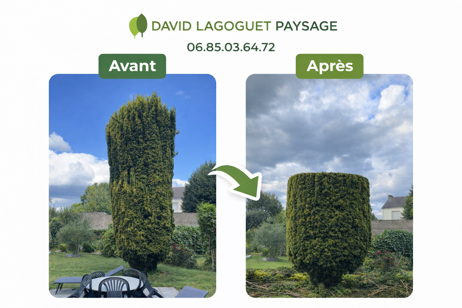 Taille et mise en forme d'arbuste — Avant Après